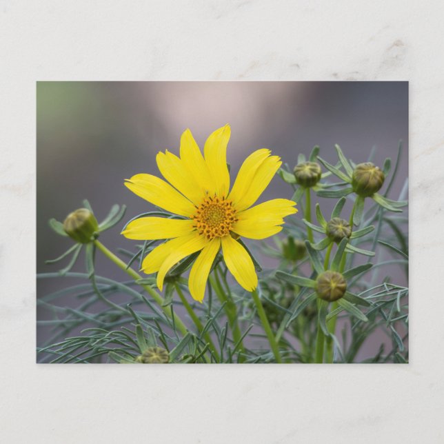 Brevkort från Coreopsis Vykort (Framsida)