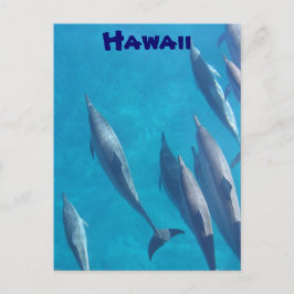 Brevkort från Hawaiianska delfiner Vykort