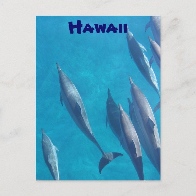 Brevkort från Hawaiianska delfiner Vykort (Framsida)