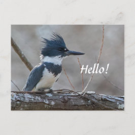Brevkort från Kingfisher Vykort