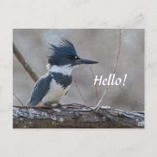 Brevkort från Kingfisher Vykort
