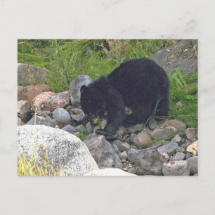 Brevkort från svarta björnen unge i Yellowstone Vykort