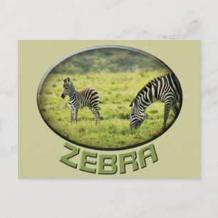 Brevkort från Zebra och zebra för vilda djur och v Vykort