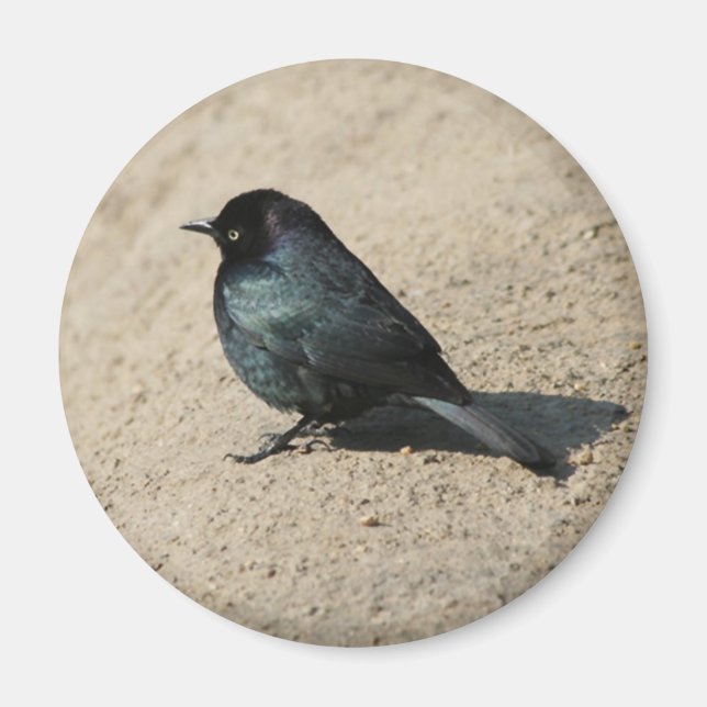 Brewer's Blackbird Magnet (Framsidan)