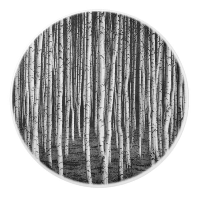 Brezový grove birch träd, russia knopp (Framsidan)