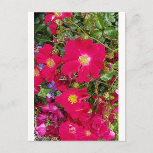 Briar Ro och Söta Violets Vykort (Framsida)