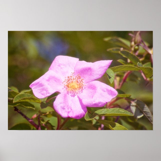 Briar Ro Poster (Framsidan)