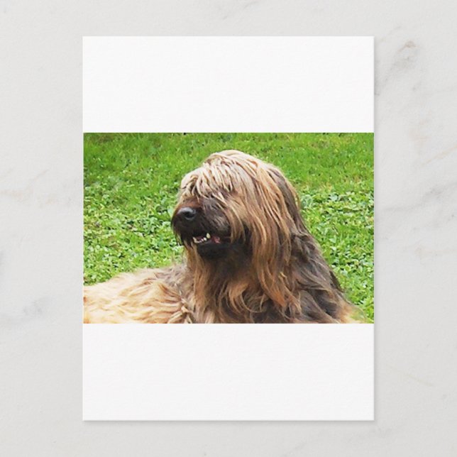 Briard fauve vykort (Framsida)