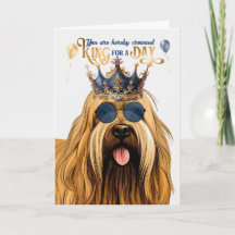 Briard Hund för en dag på födelsedagen