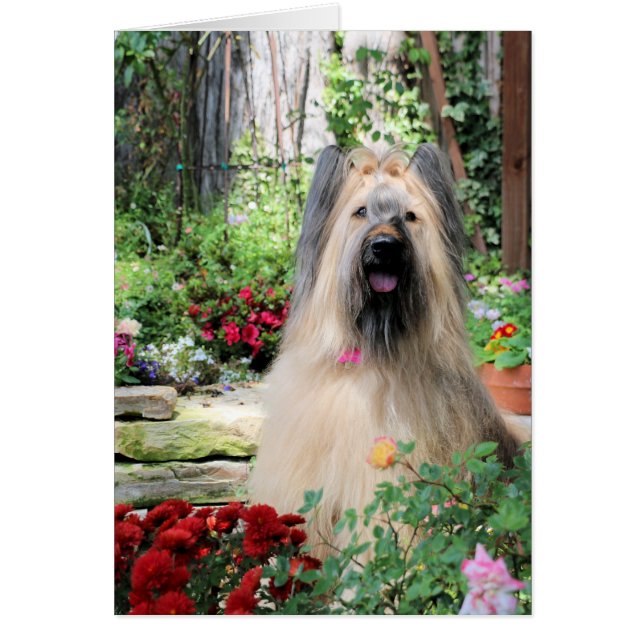 Briard hund i blomsterträdgård OBS kort (Framsidan)