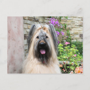 Briard Hund in a Tiara "Queen Bee" Vykort