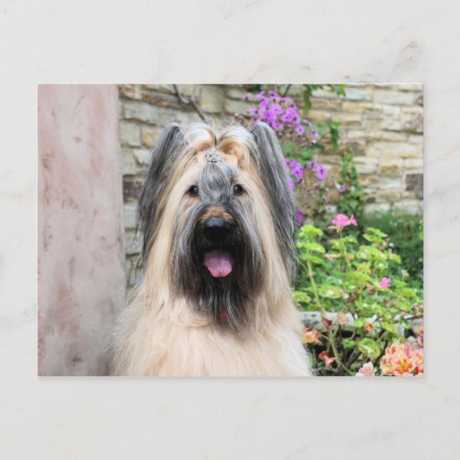 Briard Hund in a Tiara "Queen Bee" Vykort (Framsida)