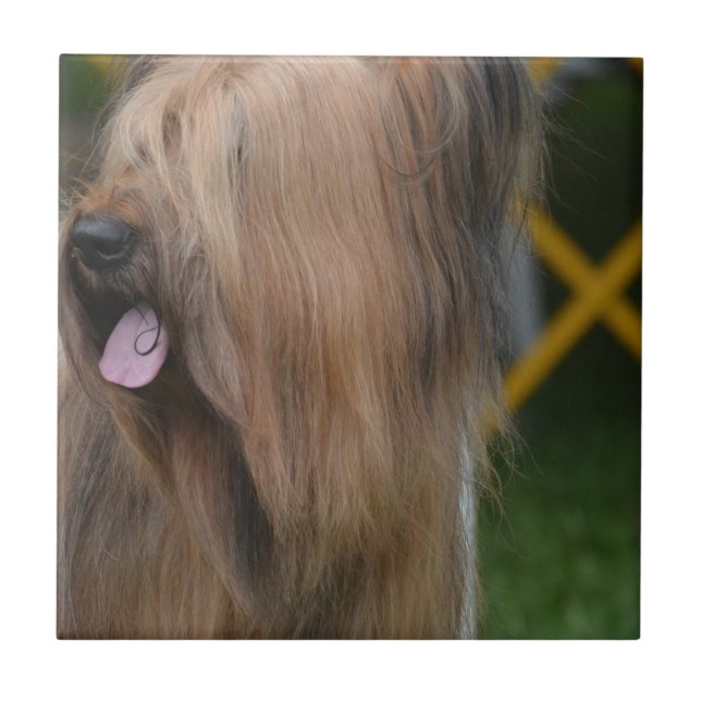 Briard Kakelplatta (Framsidan)