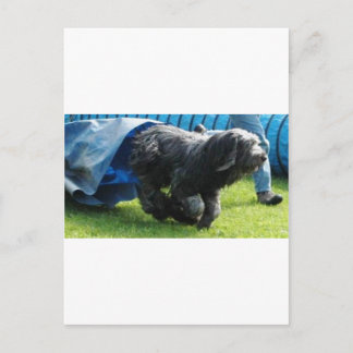 Briard Vykort