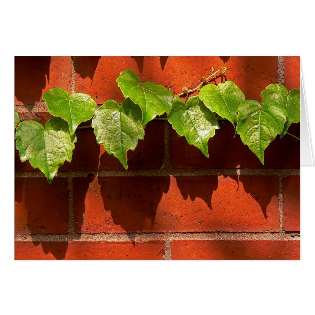 Brick Ivy OBS Kort (Framsidan Horizontal)