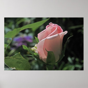 Brides Dream Ro Bud Poster