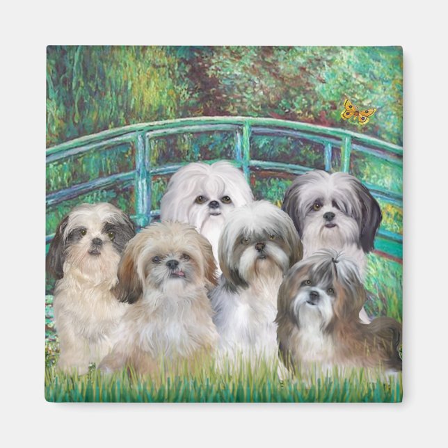 Bridge - 6 Shih tzus Magnet (Framsidan)
