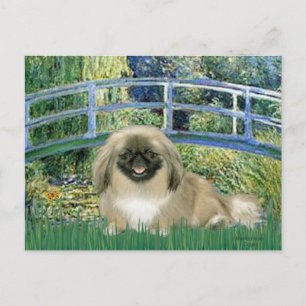 Bridge - Pekingese 1b Vykort