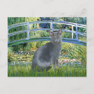 Bridge - Russian Blue cat 2 Vykort