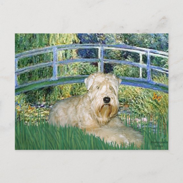 Bridge-Wheaten Terrier 1 Vykort (Framsida)