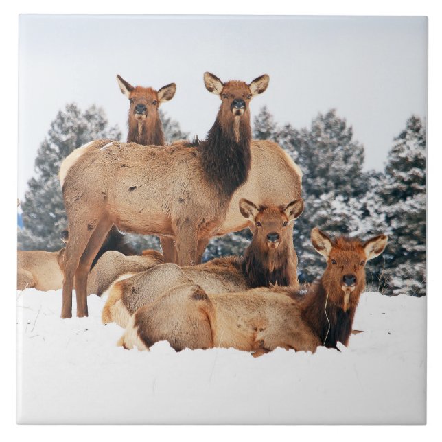 Bridger Mountains Cow Elk Large 6 tum x 6 tum Kakelplatta (Framsidan)