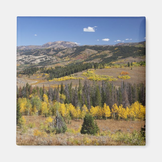 Bridger-Teton National Forest Magnet (Framsidan)