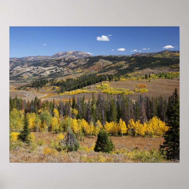 Bridger-Teton National Forest Poster (Framsidan)