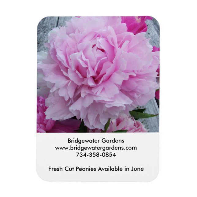 Bridgewater Gardens Peonies Magnet (Vertikal)
