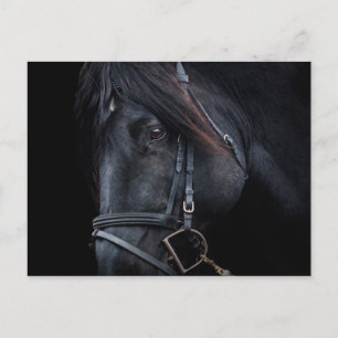 Bridled Black Stallion Ansikte Vykort