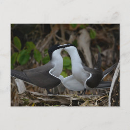 Bridled tern vykort