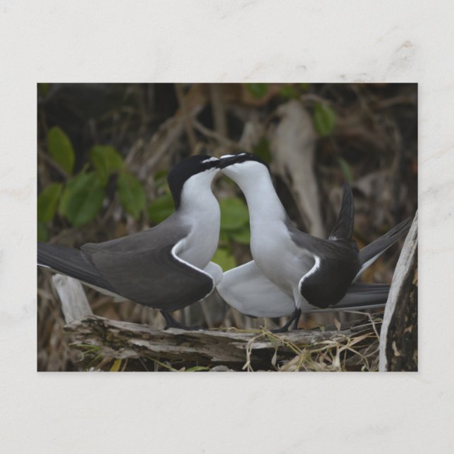Bridled tern vykort (Framsida)