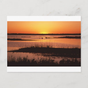 Brigantine NWR vid Sunset.jpg Vykort