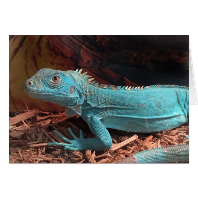Bright Aqua Blue Iguana Hälsningskort (Framsidan Horizontal)