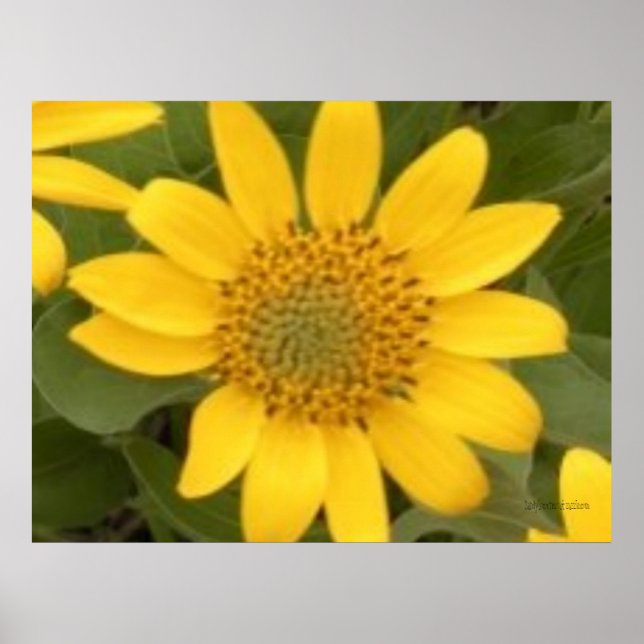 Bright Balsam Root Poster (Framsidan)