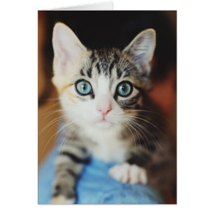 Bright Blue Eyed Kitten Hälsningskort