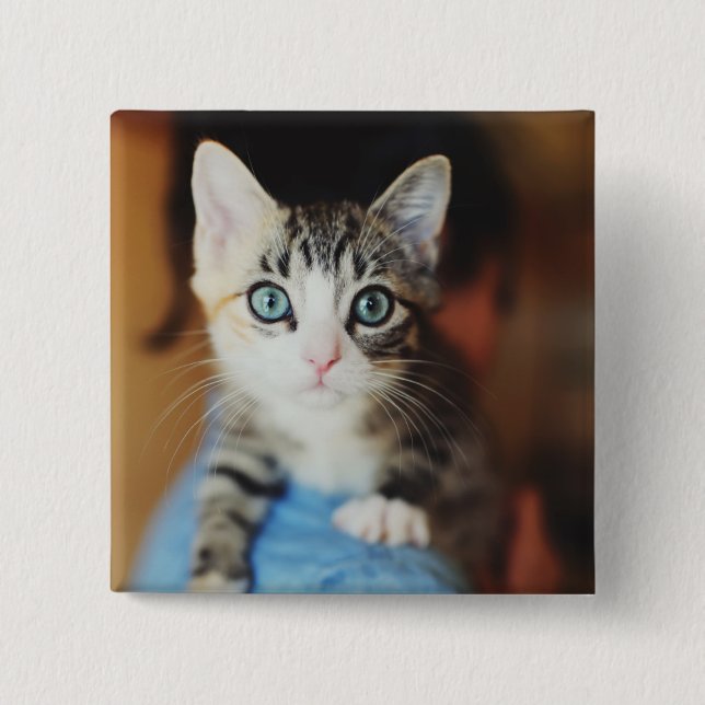 Bright Blue Eyed Kitten Knapp (Framsida)