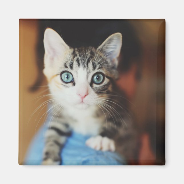 Bright Blue Eyed Kitten Magnet (Framsidan)