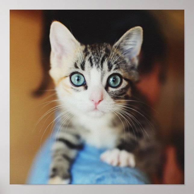 Bright Blue Eyed Kitten Poster (Framsidan)