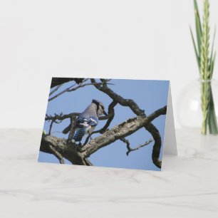 Bright Blue Jay Kort