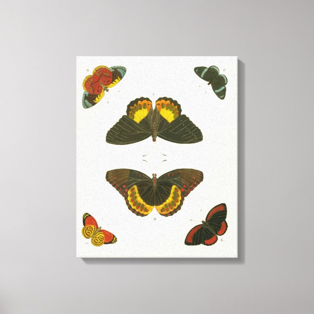 Bright Butterflies by Pieter Cramer Canvastryck (Framsida)