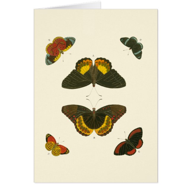 Bright Butterflies by Pieter Cramer Hälsningskort (Framsidan)