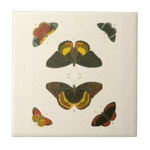 Bright Butterflies by Pieter Cramer Kakelplatta