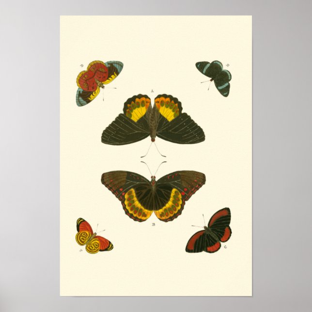 Bright Butterflies by Pieter Cramer Poster (Framsidan)