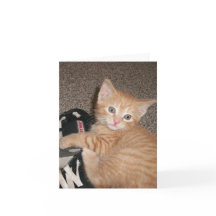 Bright Eyed Kitten Note-kort