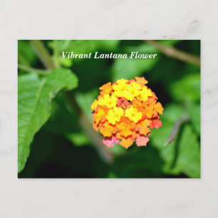 Bright färg Lantana Flower Vykort