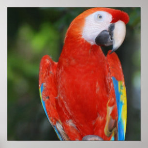 Bright Färgad Parrot Poster