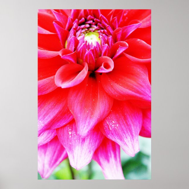 Bright Flower Poster (Framsidan)