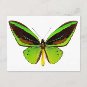 Bright Grönt Butterfly Vykort