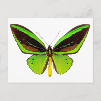 Bright Grönt Butterfly Vykort