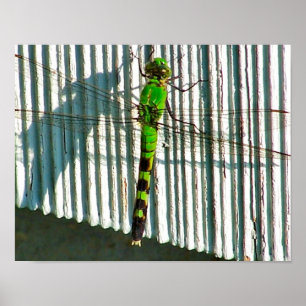 Bright Grönt Dragonfly Close Nature Poster